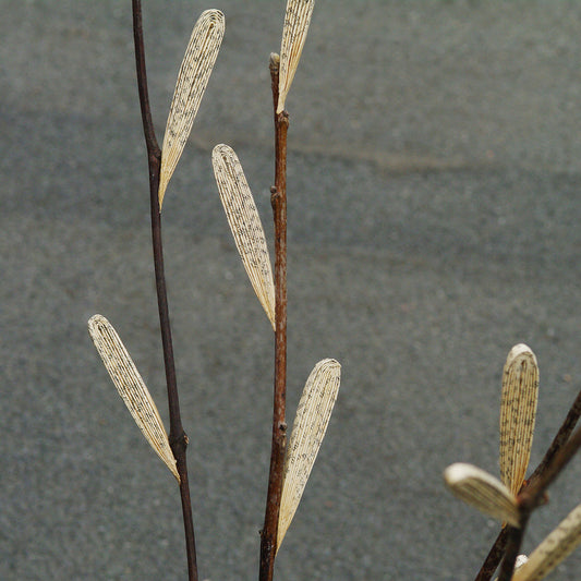 Poetic branches