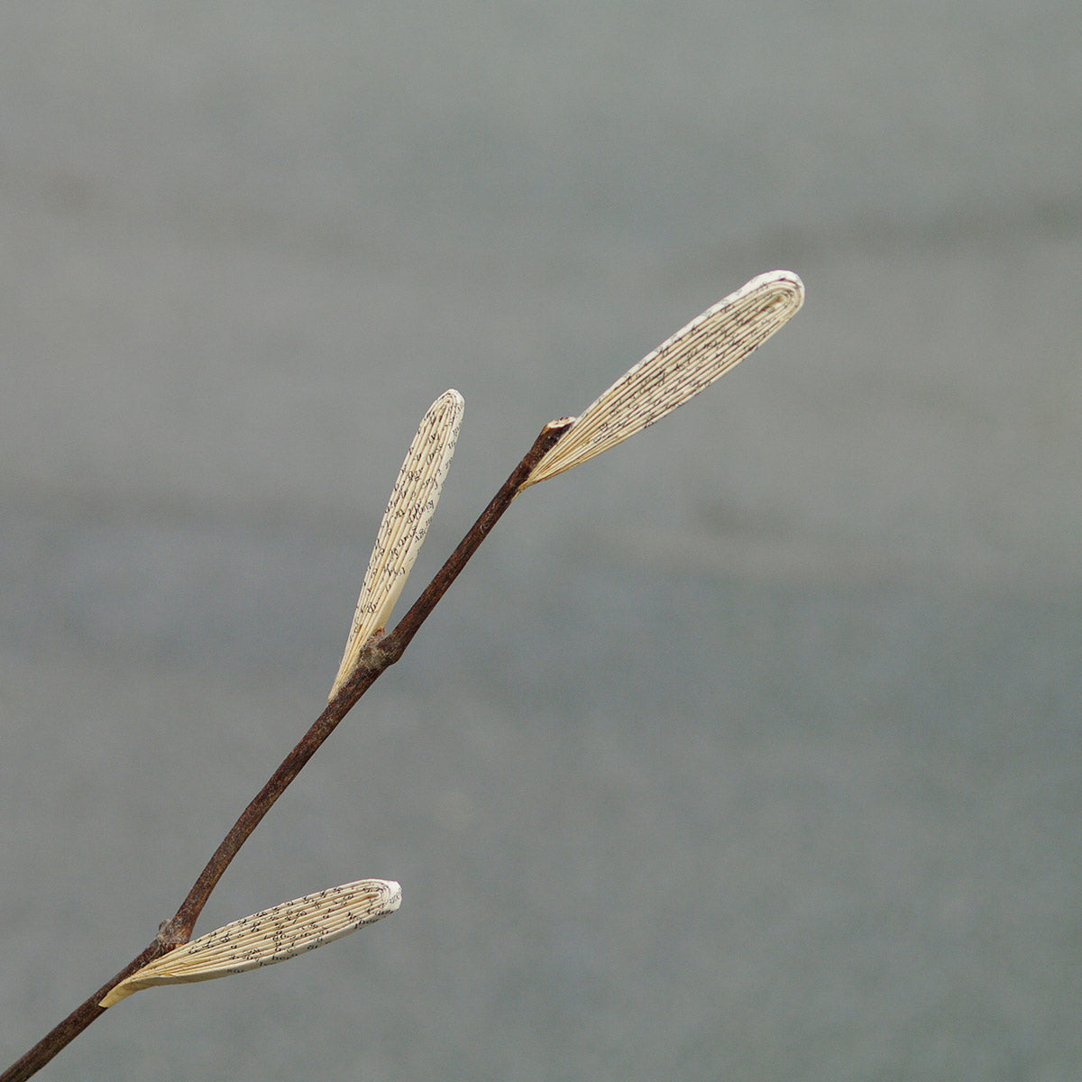Poetic branches